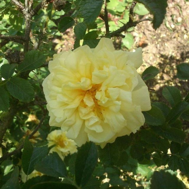 Seltene Rosen im Sortiment der GartenBaumschule Lehnert - Bodendecker, Obstbäume, Rosen, Ziersträucher und Heckenpflanzen aus Sangerhausen