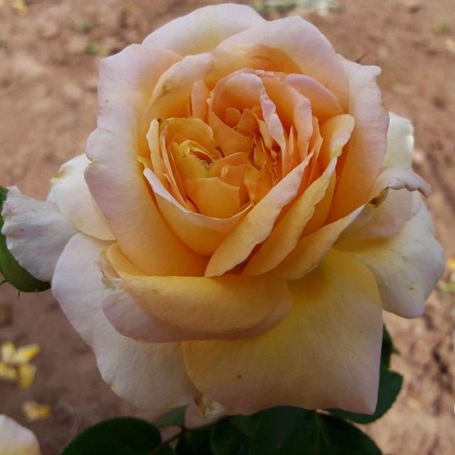Edelrosen im im Sortiment der GartenBaumschule Lehnert - Bodendecker, Obstbäume, Rosen, Ziersträucher und Heckenpflanzen aus Sangerhausen