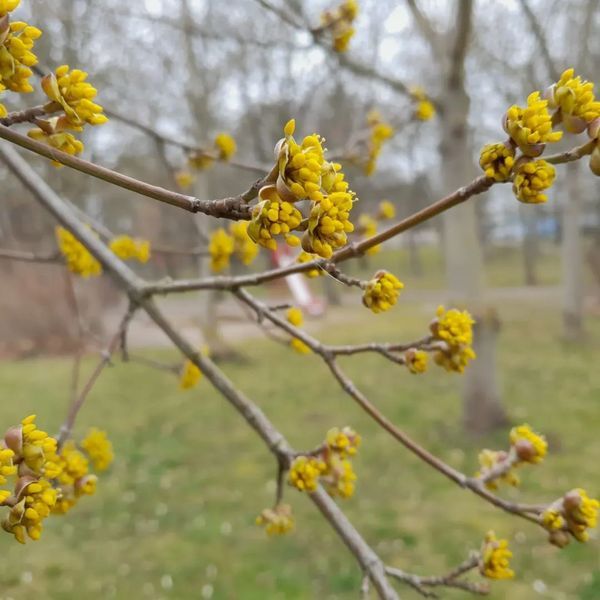 *Kornelkirsche* (Cornus mas)