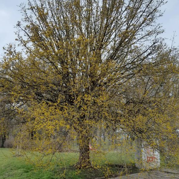 *Kornelkirsche* (Cornus mas)
