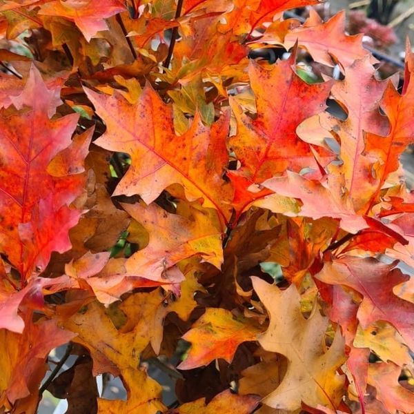 *Kugel-Sumpfeiche 'Green Dwarf'* (Quercus palustris 'Green Dwarf')