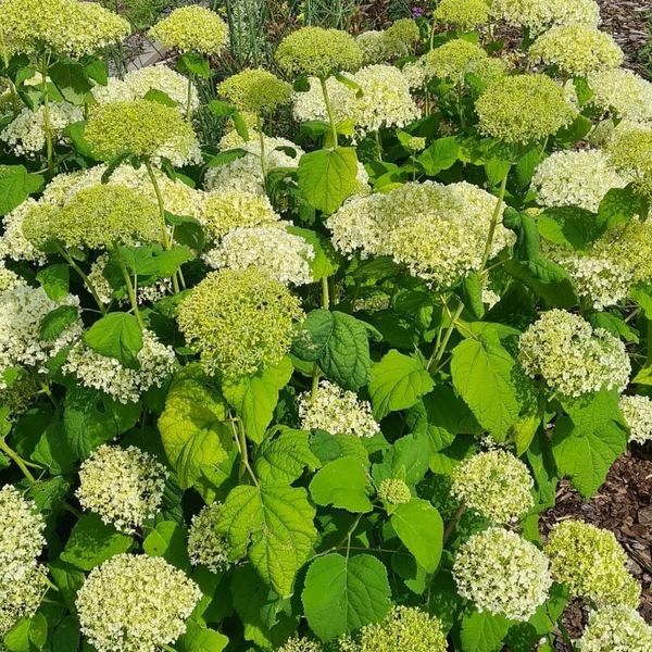 *Schneeballhortensie 'Annabelle'* (Hydrangea arborescens 'Annabelle')