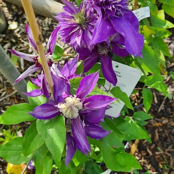 *Clematis* in Sorten 