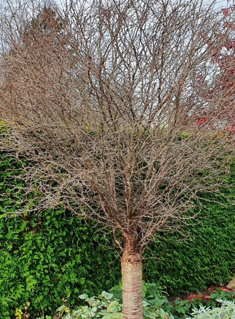 *Zick-Zack-Kirsche* (Prunus incisa 'Kojou-no-mai')