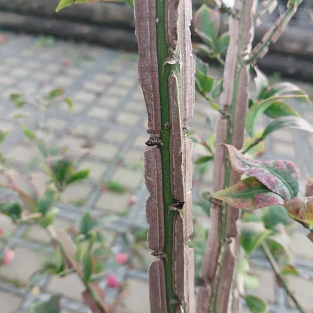 *Korkflügelstrauch* (Euonymus alatus)
