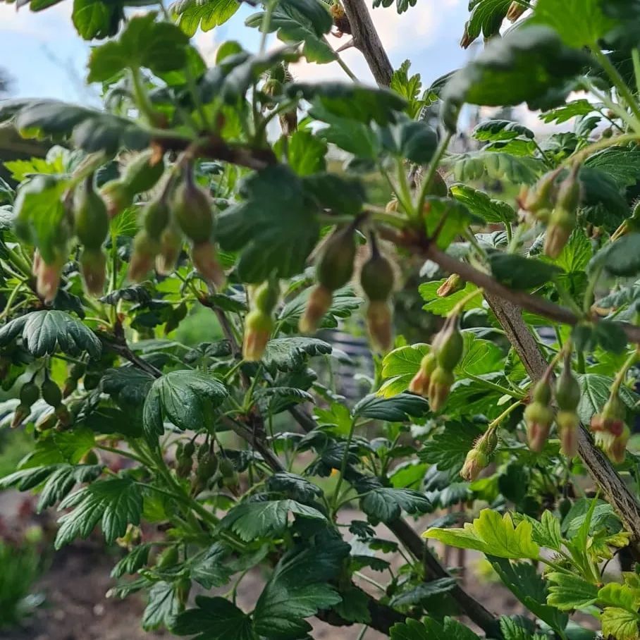 *Stachelbeere 'Invicta'* (Ribes uva-crispa 'Invicta')