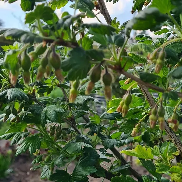 *Stachelbeere 'Invicta'* (Ribes uva-crispa 'Invicta')