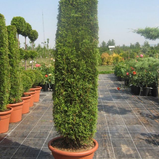 Formgehölze - Thuja - im Sortiment der GartenBaumschule Lehnert - Bodendecker, Obstbäume, Rosen, Ziersträucher und Heckenpflanzen aus Sangerhausen