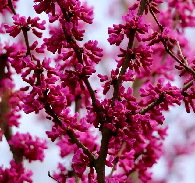 *Kanadischer Judasbaum 'Eternal Flame'* (Cercis canadensis 'Eternal Flame')