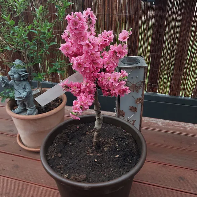 *Zwergpfirsich* (Prunus persica)