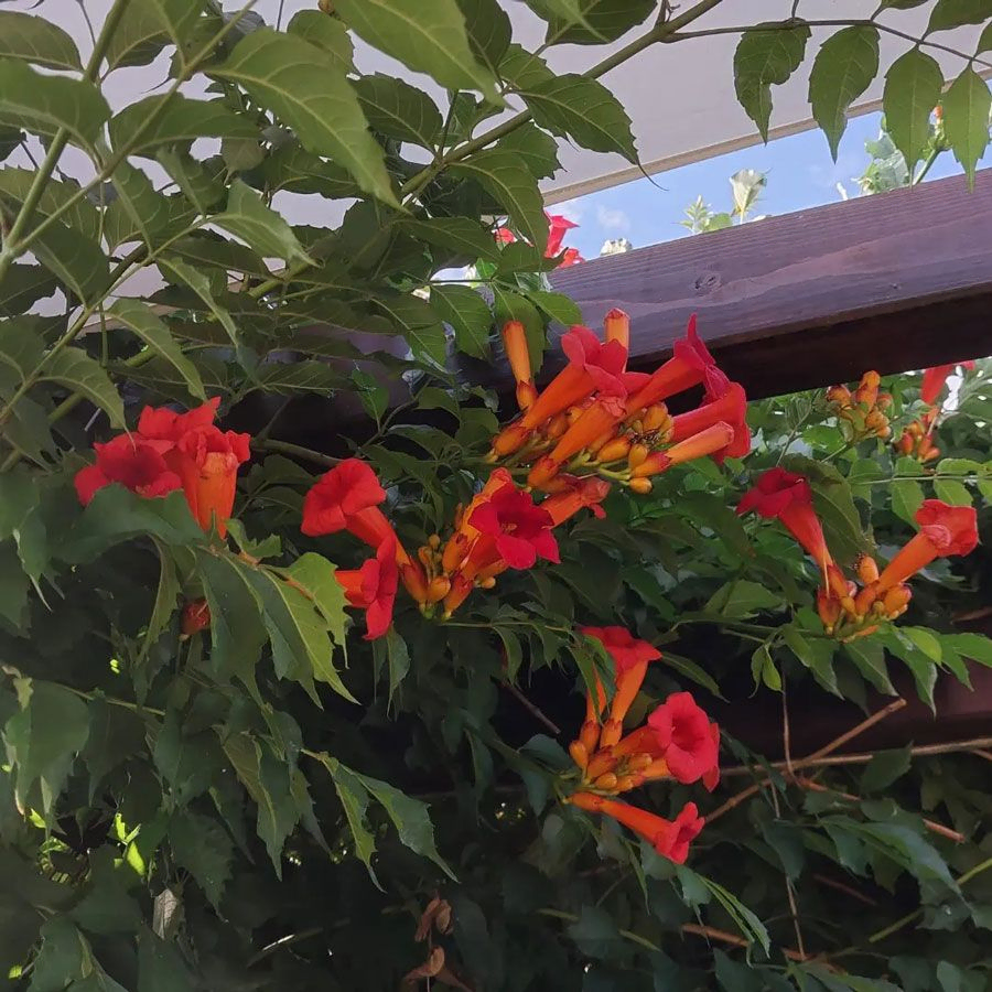 *Amerikanische Klettertrompete 'in Sorten'* (Campsis radicans 'in Sorten')