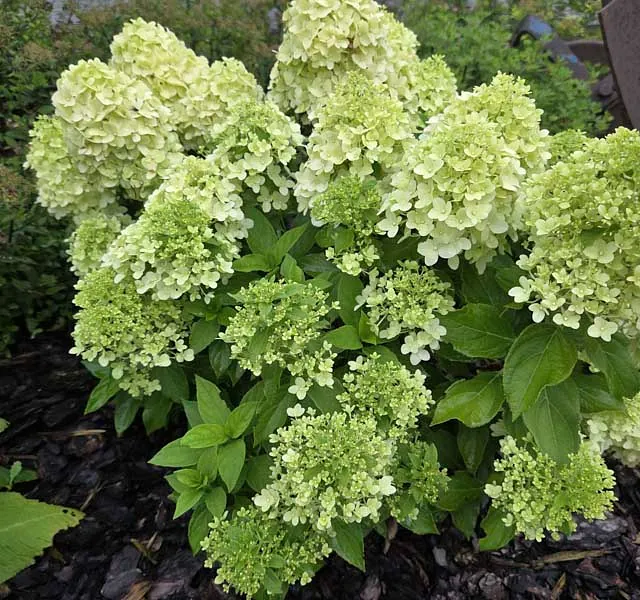 *Zwerg-Rispenhortensie 'Little Spooky'* (Hydrangea paniculata 'Little Spooky')