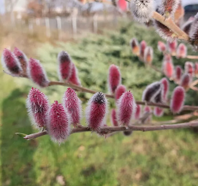 *Rosa Kätzchenweide* (Salix gracilistyla 'Mount Aso')