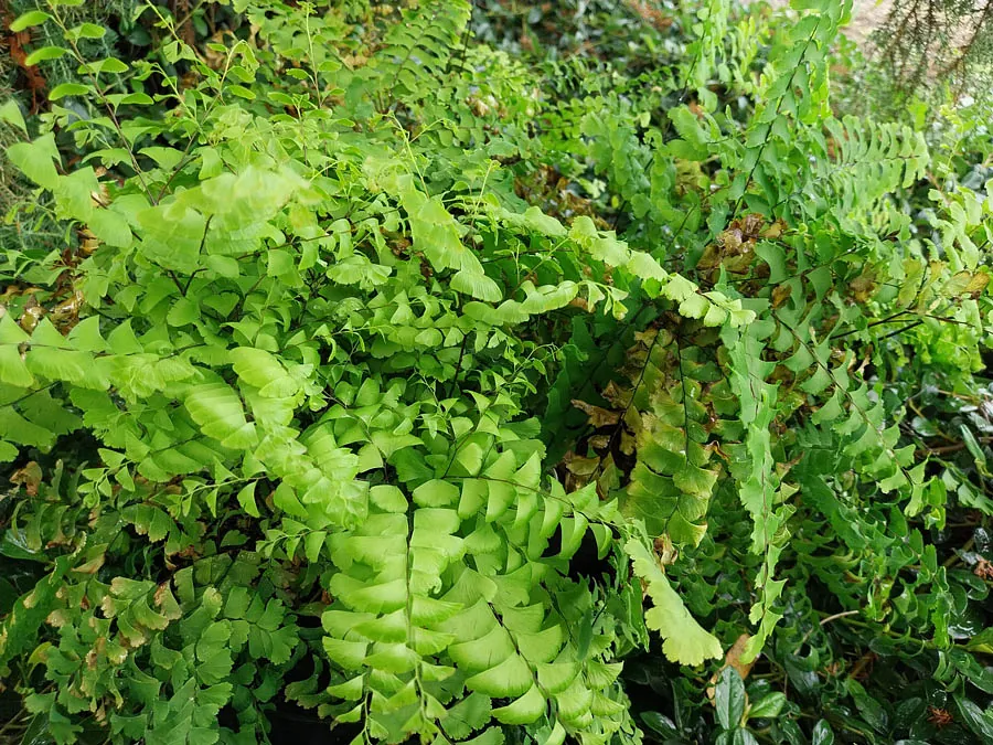 *Pfauenradfarn* (Adiantum pedatum)