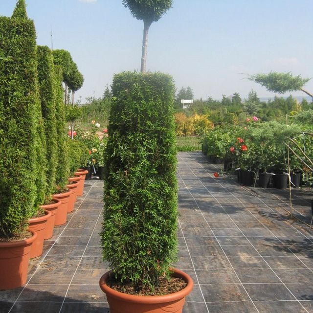 Formgehölze - Thuja - im Sortiment der GartenBaumschule Lehnert - Bodendecker, Obstbäume, Rosen, Ziersträucher und Heckenpflanzen aus Sangerhausen