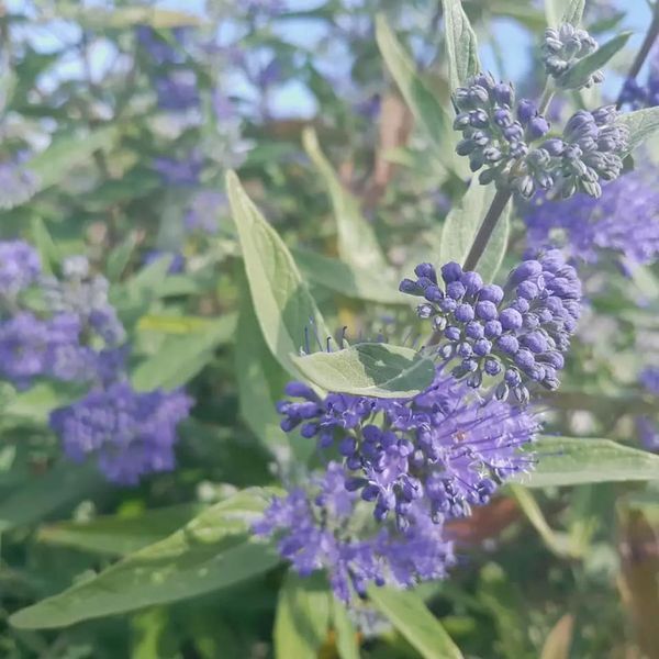 *Bartblume* (Caryopteris clandonensis 'Heavenly Blue') 