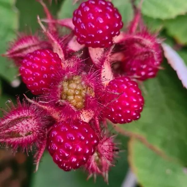 *Japanische Weinbeere* (Rubus phoenicolasius)