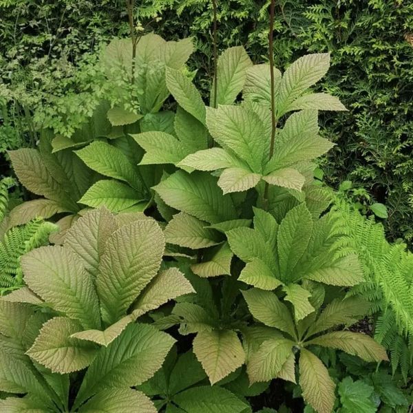 *Kastanienblättriges Schaublatt* (Rodgersia aesculifolia)