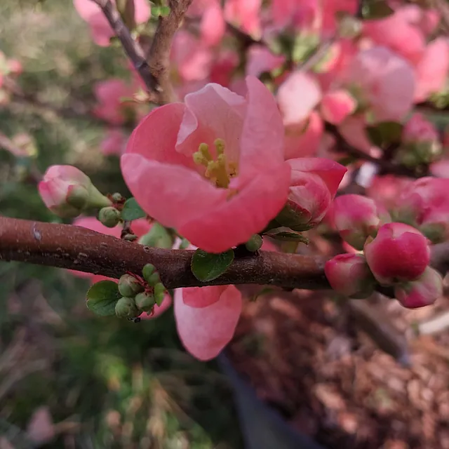 *Zierquitte 'Pink Trail'* (Chaenomeles superba 'Pink Trail')