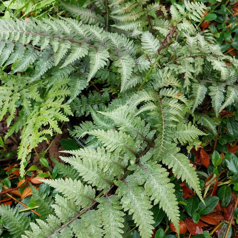 *Japanischer Regenbogenfarn* (Athyrium niponicum 'Metallicum')