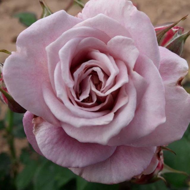 Edelrosen im im Sortiment der GartenBaumschule Lehnert - Bodendecker, Obstbäume, Rosen, Ziersträucher und Heckenpflanzen aus Sangerhausen