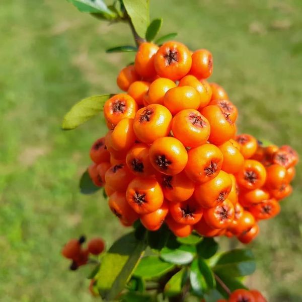 *Feuerdorn* (Pyracantha 'in verschiedenen Sorten')