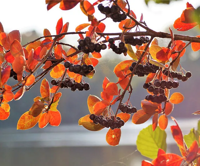*Apfelbeere* (Aronia prunifolia 'Nero')