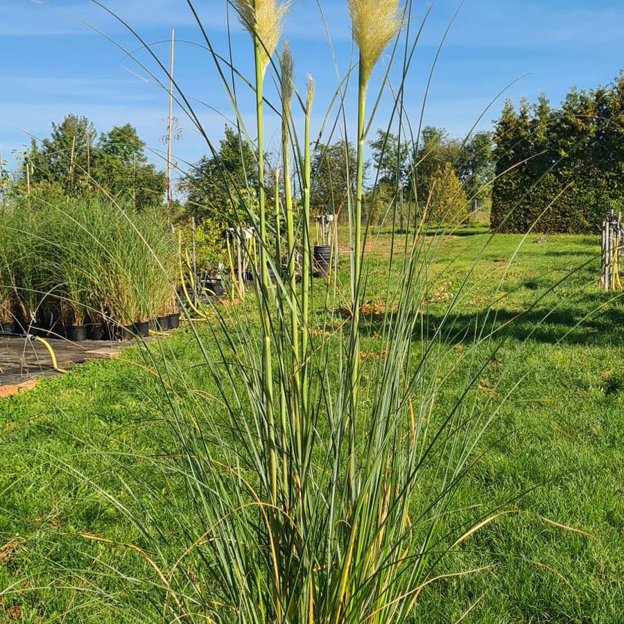 *Pampasgras* (Cortaderia selloana 'White Feather')