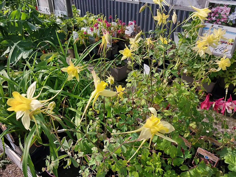 *Langspornige Akelei* (Aquilegia chrysantha)