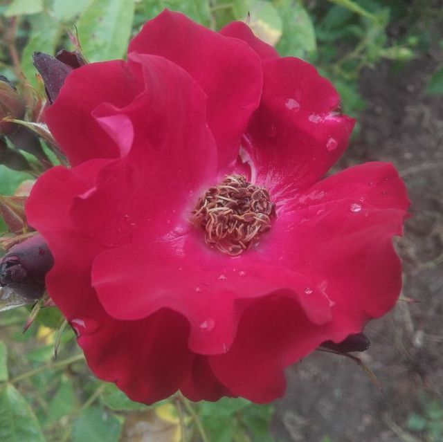 Seltene Rosen im Sortiment der GartenBaumschule Lehnert - Bodendecker, Obstbäume, Rosen, Ziersträucher und Heckenpflanzen aus Sangerhausen