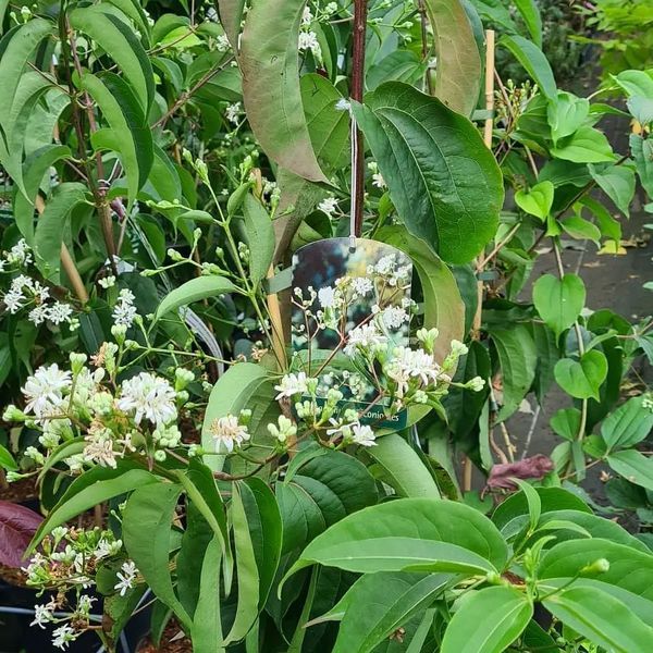 *Sieben-Söhne-des-Himmels-Strauch* (Heptacodium miconioides)