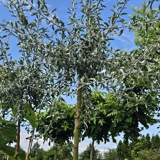 *Hängende Weidenblättrige Birne* (Pyrus salicifolia 'Pendula')