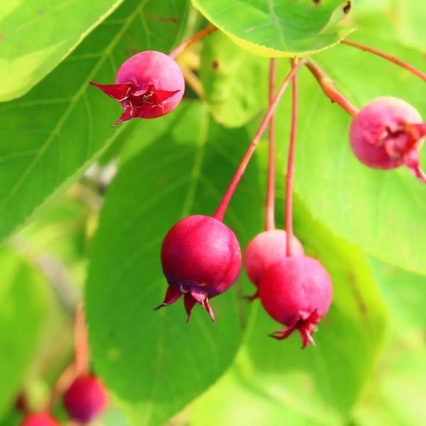 *Kupfer-Felsenbirne* (Amelanchier lamarckii) 