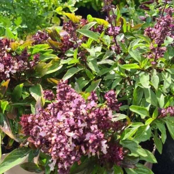 *Thaibasilikum Tulsi* (Ocimum tenuiflorum)