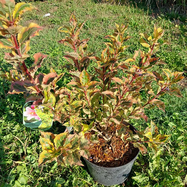 *Weigelie 'Magical Rainbow'* (Weigela florida 'Magical Rainbow')
