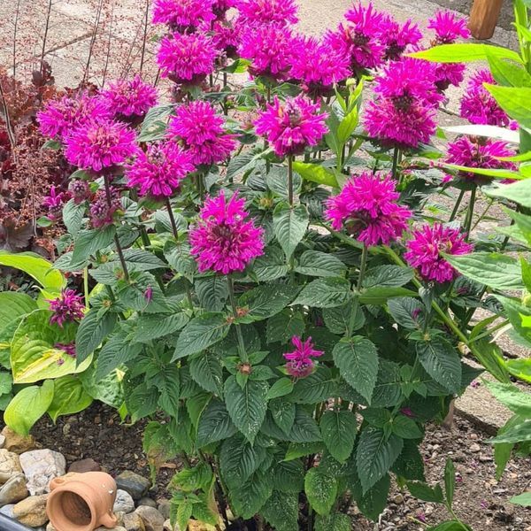 *Indianernessel* (Monarda didyma) 