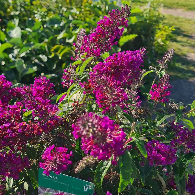 *Zwerg-Sommerflieder 'Summer Bird Magenta'* (Buddleja davidii 'Summer Bird Magenta')