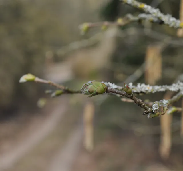 *Haselnuss 'Hallesche Riesennuss'* (Corylus avellana 'Hallesche Riesennuss')
