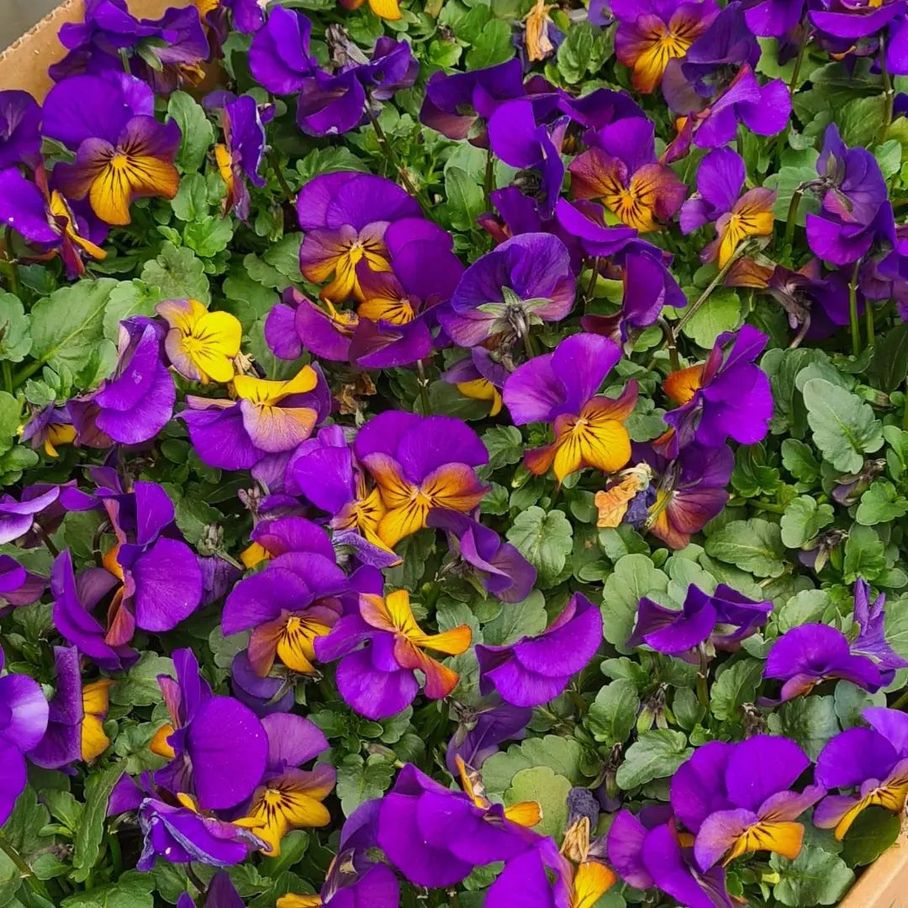 *Hornveilchen* (Viola cornuta)