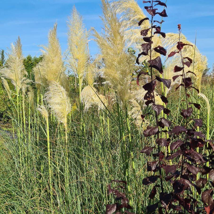 *Pampasgras* (Cortaderia selloana 'White Feather')