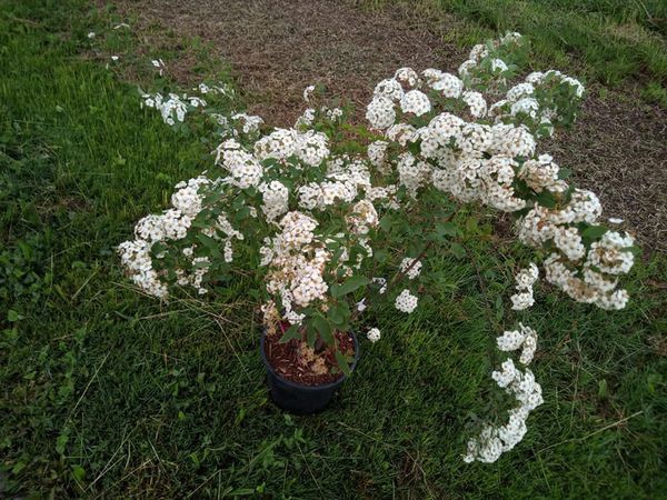 *Prachtspiere* (Spiraea x vanhouttei)