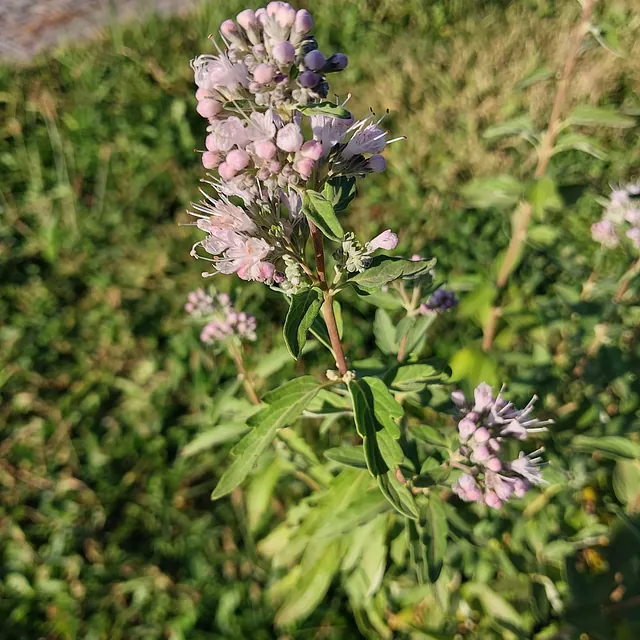 Bartblume 'Stephi'* (Caryopteris x clandonensis 'Stephi')