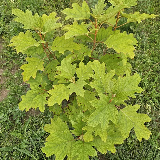 *Eichenblatt-Hortensie* (Hydrangea quercifolia i.S.)