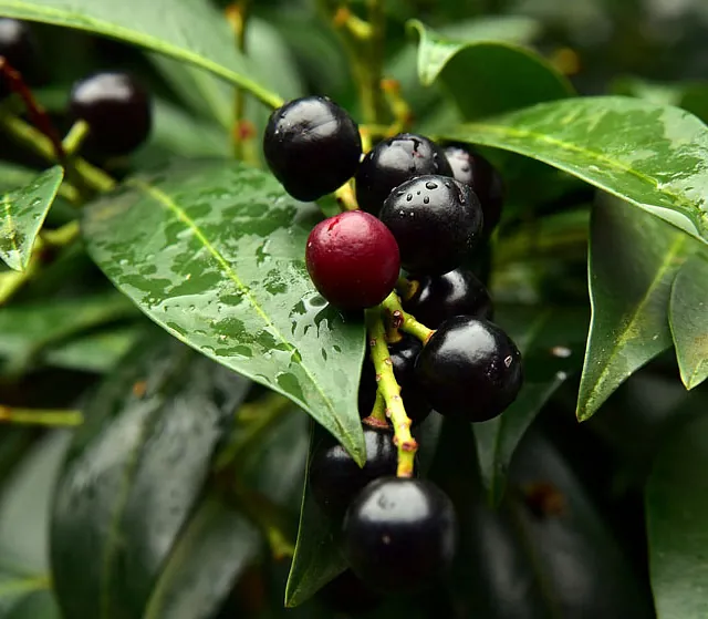 *Lorbeerkirsche 'Genolia'* (Prunus laurocerasus 'Genolia')