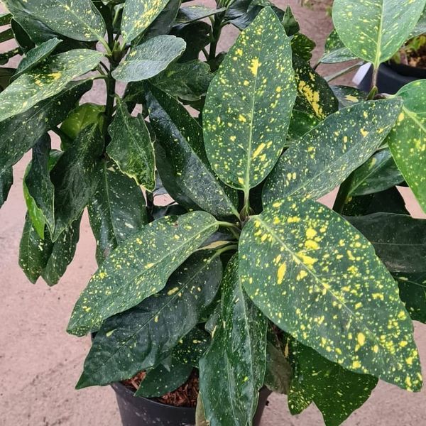 *Japanische Aucube* (Aucuba japanische 'Variegata')