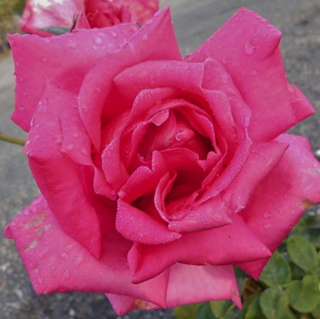 Edelrosen im im Sortiment der GartenBaumschule Lehnert - Bodendecker, Obstbäume, Rosen, Ziersträucher und Heckenpflanzen aus Sangerhausen