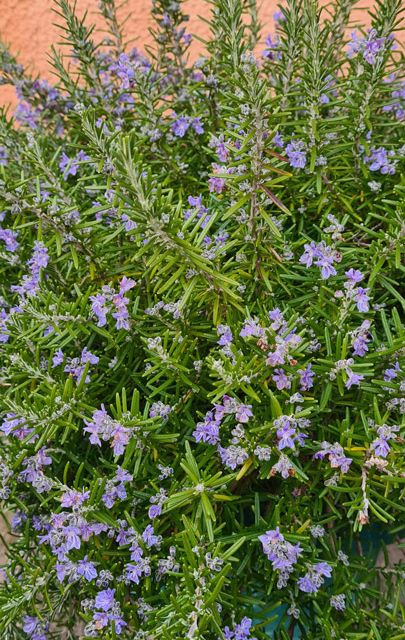 *Rosmarin* (Rosmarinus officinalis)