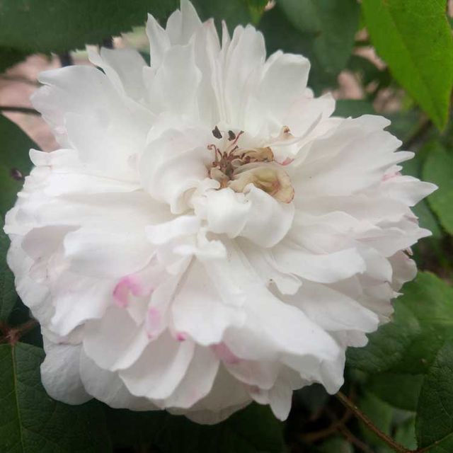 Seltene Rosen im Sortiment der GartenBaumschule Lehnert - Bodendecker, Obstbäume, Rosen, Ziersträucher und Heckenpflanzen aus Sangerhausen