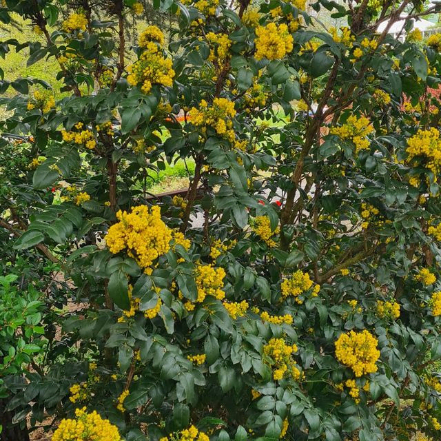 *Mahonie* (Mahonia aquifolium)