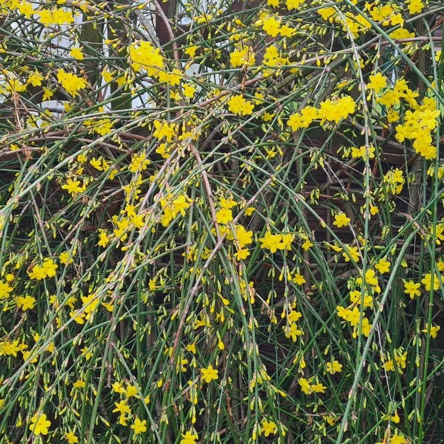 *Winterjasmin* (Jasminum nudiflorum)
